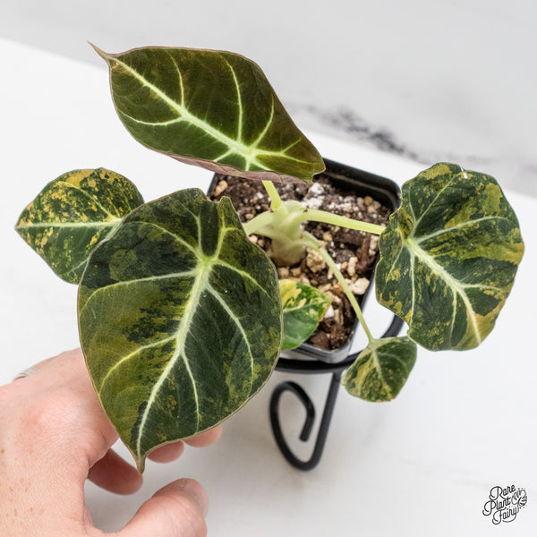 Alocasia 'Black Velvet' Aurea Gold Variegated (wk48-T)
