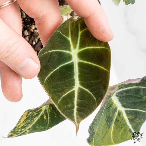 Alocasia 'Black Velvet' Aurea Gold Variegated (wk48-T)