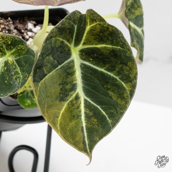 Alocasia 'Black Velvet' Aurea Gold Variegated (wk48-T)