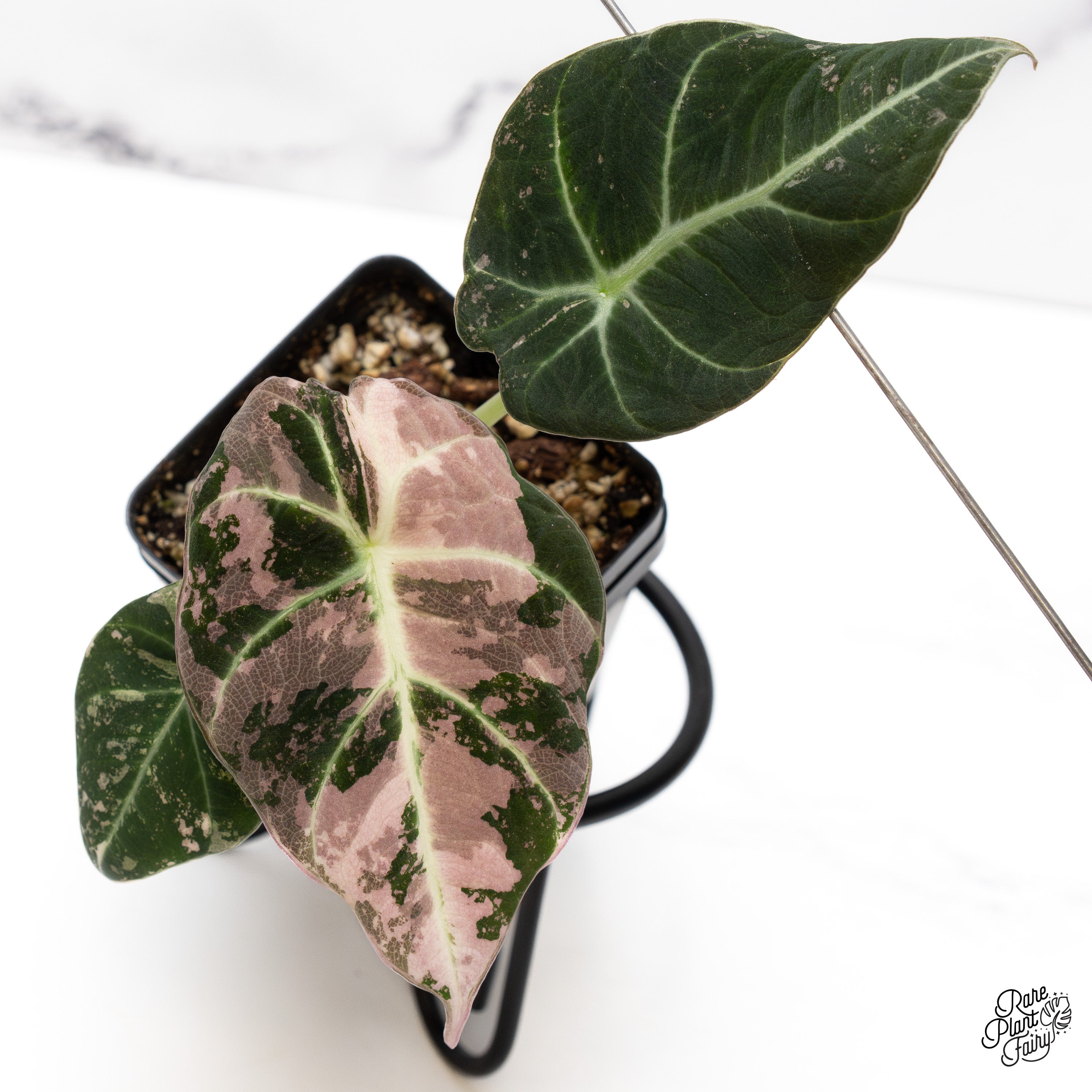 その他観葉植物 Alocasia Black Velvet Pink Variegated Alocasia Black Velvet Pink Variegated – HappiestPlants