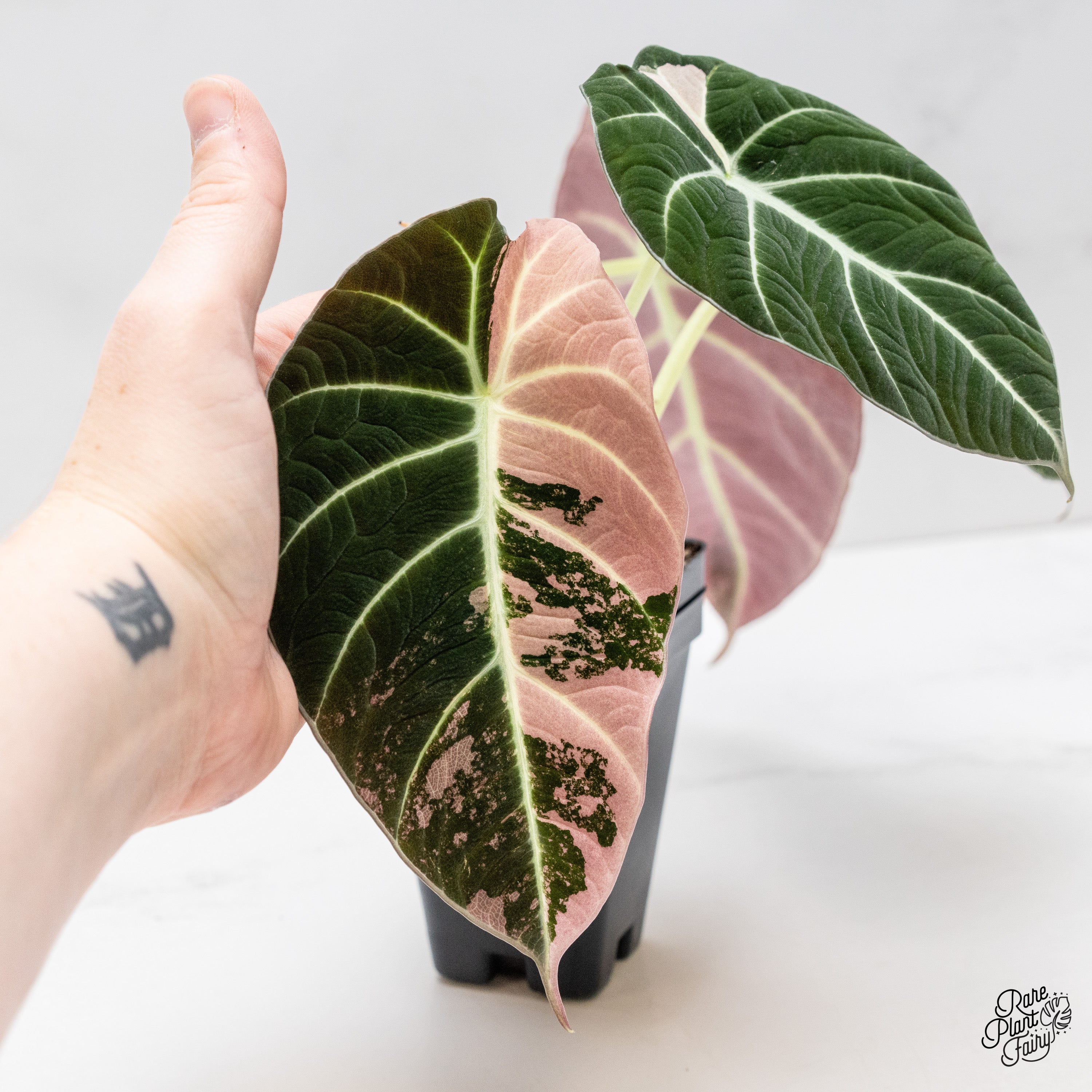 その他観葉植物 Alocasia Black Velvet Pink Variegated Alocasia Black Velvet Pink Variegated 3” Full Plant – Rare Foliage