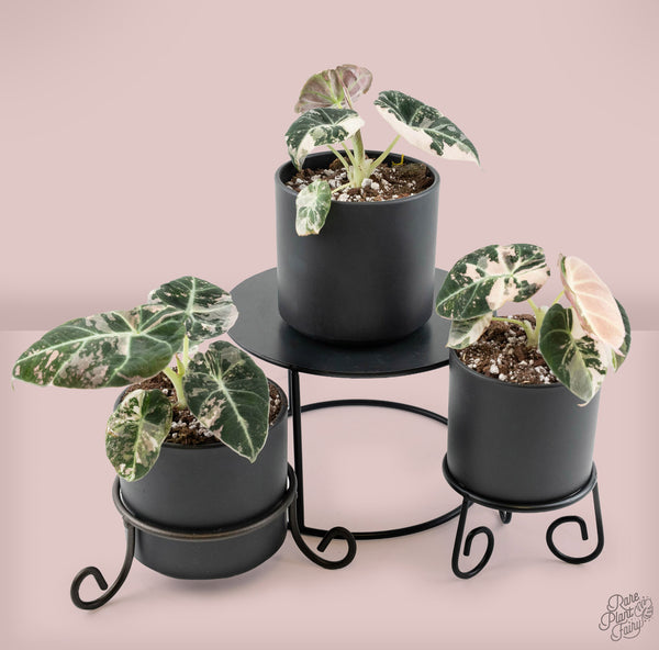 その他観葉植物 Alocasia Black Velvet Pink Variegated Alocasia 'Black Velvet' pink variegated *Grower's Choice* – Rare