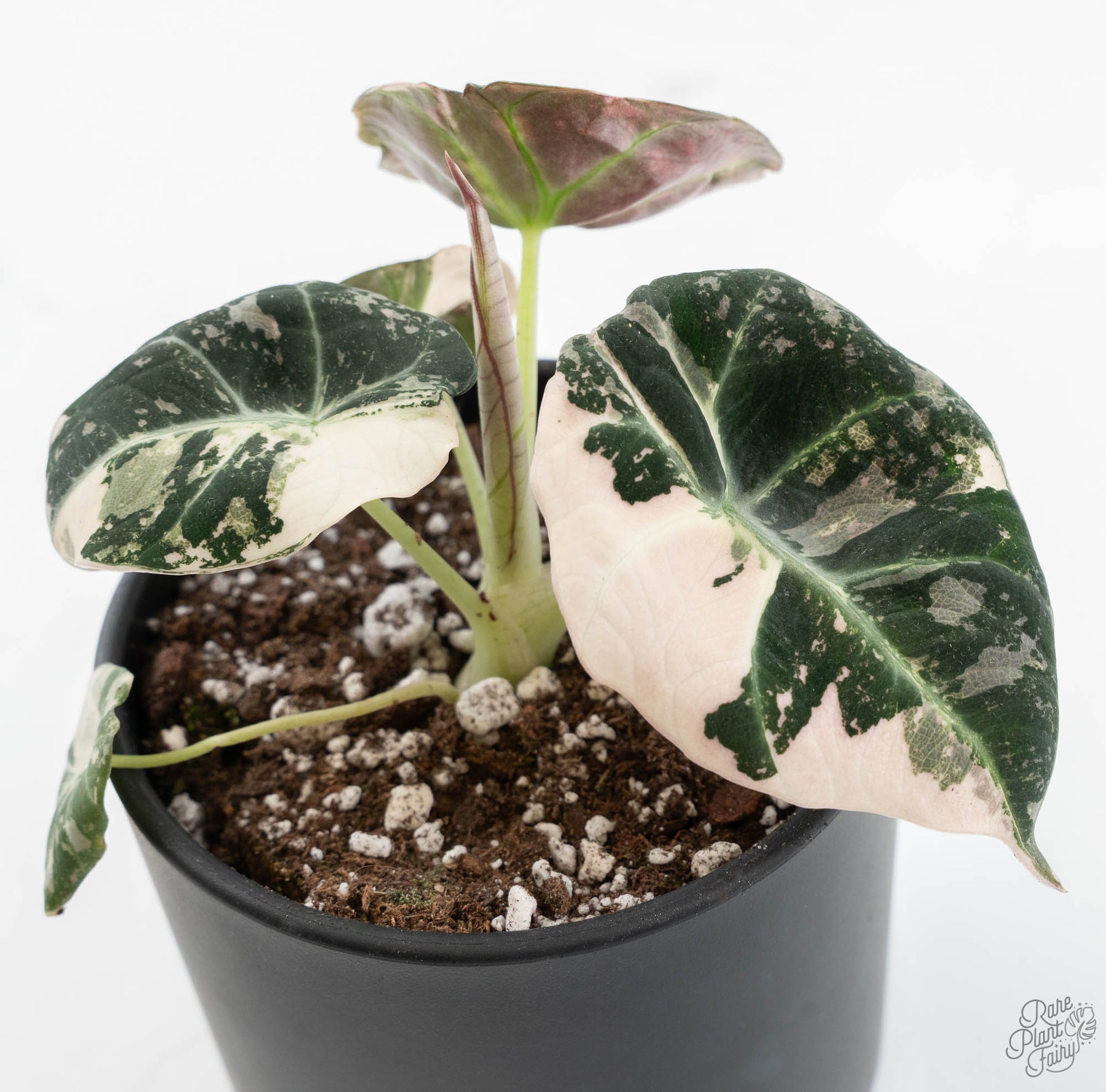 Alocasia 'Black Velvet' Pink