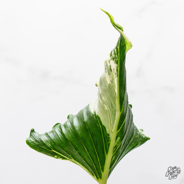 Alocasia 'Crinkles' Albo variegated (wk52-UN) *Corming Size*