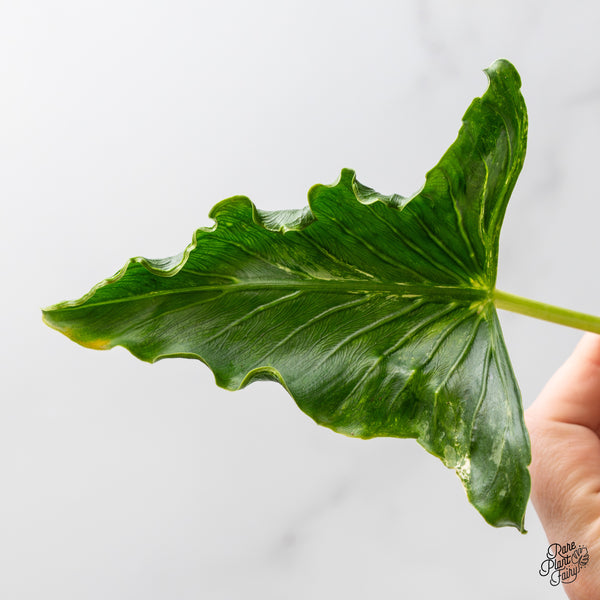 Alocasia 'Crinkles' Albo variegated (wk52-UN) *Corming Size*