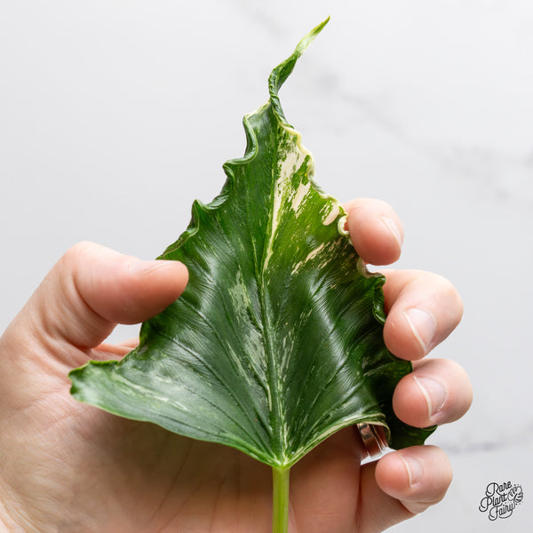 Alocasia 'Crinkles' Albo variegated (wk52-UN) *Corming Size*