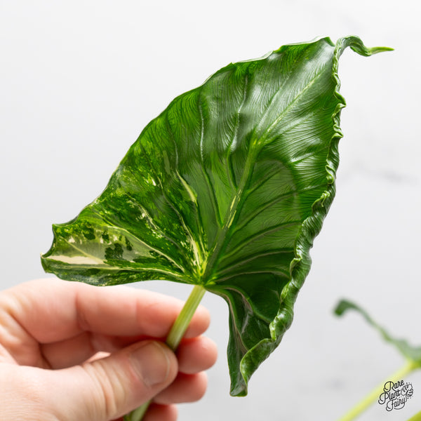 Alocasia 'Crinkles' Albo variegated (wk52-UN) *Corming Size*