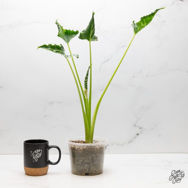 Alocasia 'Crinkles' Albo variegated (wk52-UN) *Corming Size*