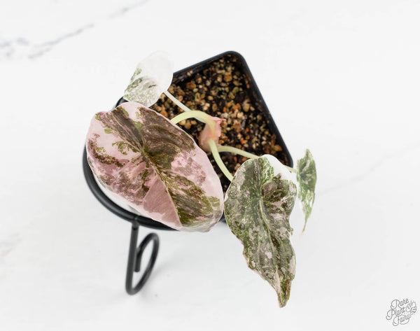 Alocasia 'Cuprea' Albo/Pink Variegated (wk11-UA)