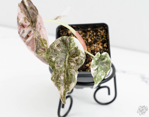 Alocasia 'Cuprea' Albo/Pink Variegated (wk11-UA)