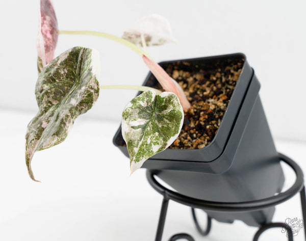 Alocasia 'Cuprea' Albo/Pink Variegated (wk11-UA)