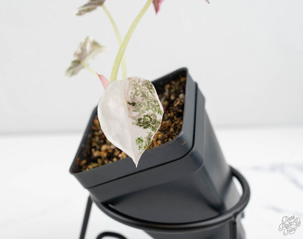 Alocasia 'Cuprea' Albo/Pink Variegated (wk11-UA)