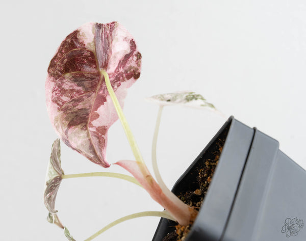 Alocasia 'Cuprea' Albo/Pink Variegated (wk11-UA)