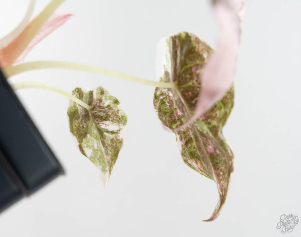 Alocasia 'Cuprea' Albo/Pink Variegated (wk11-UA)