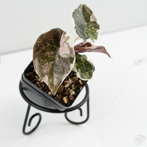 Alocasia 'Cuprea' Albo/Pink Variegated (wk8-US)