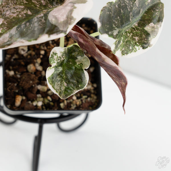 Alocasia 'Cuprea' Albo/Pink Variegated (wk8-US)