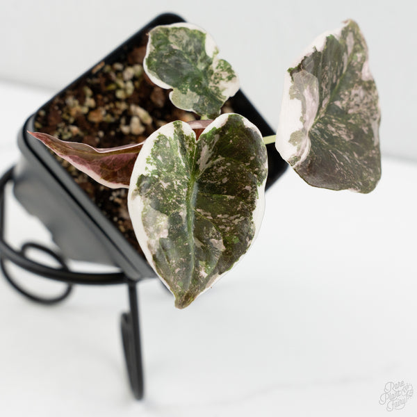 Alocasia 'Cuprea' Albo/Pink Variegated (wk8-US)