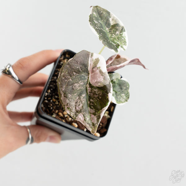 Alocasia 'Cuprea' Albo/Pink Variegated (wk8-US)