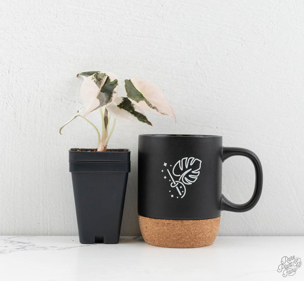 Alocasia 'Cuprea' Albo Variegated (wk11-UB)