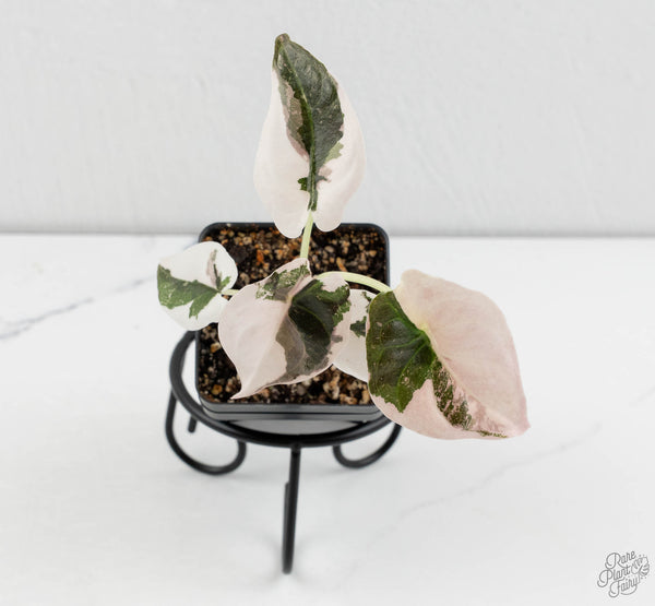 Alocasia 'Cuprea' Albo Variegated (wk11-UB)