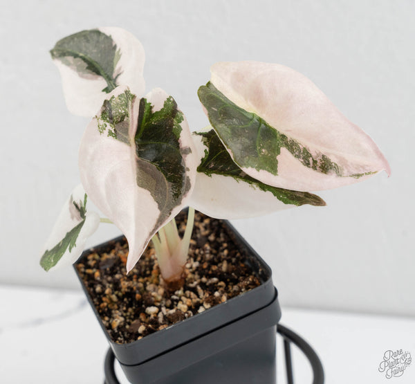 Alocasia 'Cuprea' Albo Variegated (wk11-UB)