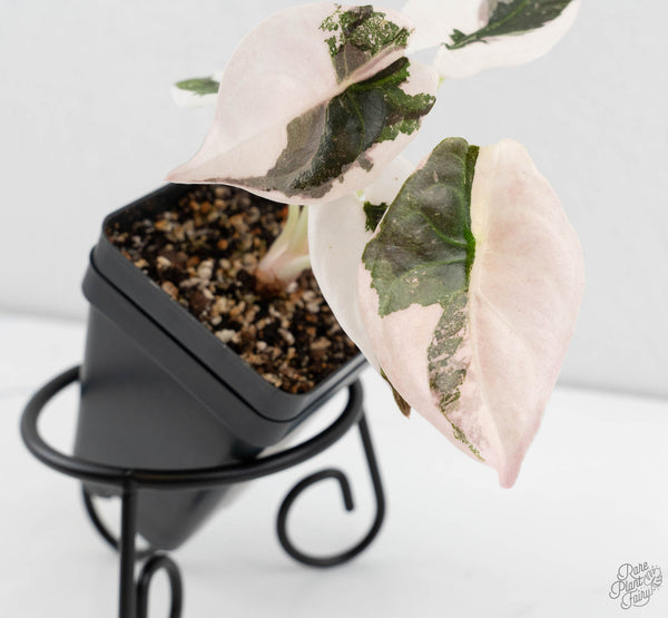 Alocasia 'Cuprea' Albo Variegated (wk11-UB)