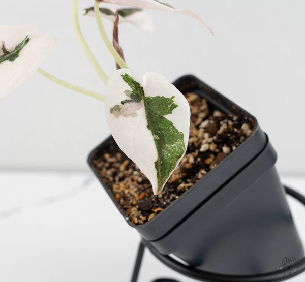 Alocasia 'Cuprea' Albo Variegated (wk11-UB)