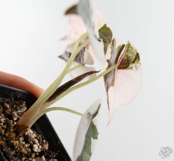 Alocasia 'Cuprea' Albo Variegated (wk11-UB)