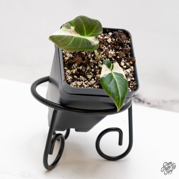 Alocasia 'Dalmation' Variegated (wk46-Y)