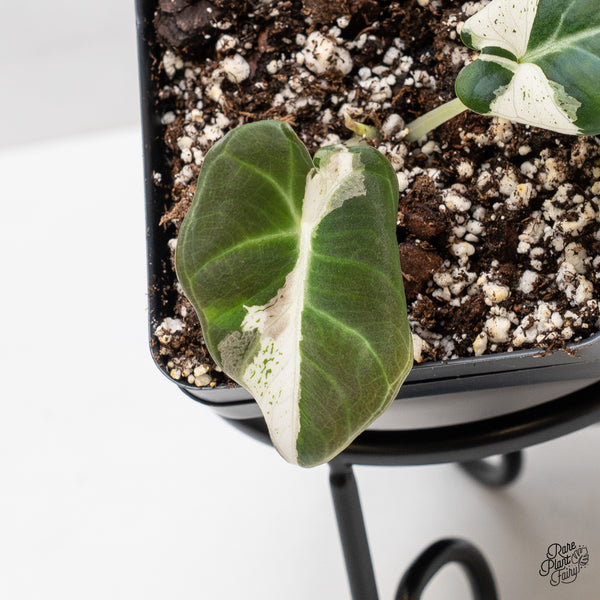 Alocasia 'Dalmation' Variegated (wk46-Y)