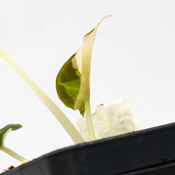 Alocasia 'Dalmation' variegated (wk1-S)