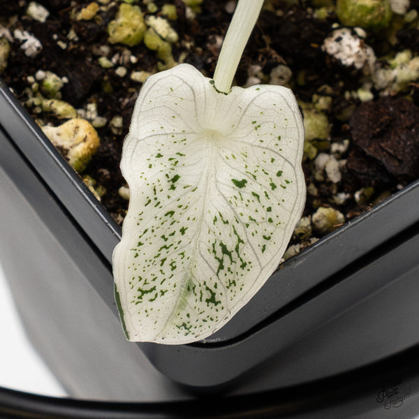 Alocasia 'Dalmation' variegated (wk1-S)