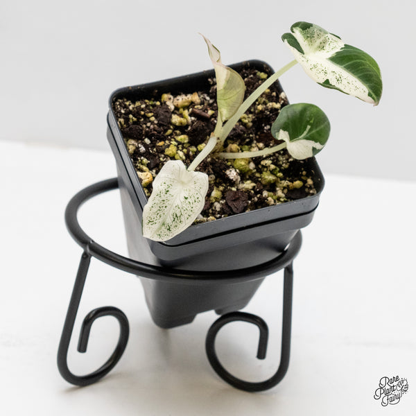 Alocasia 'Dalmation' variegated (wk1-S)