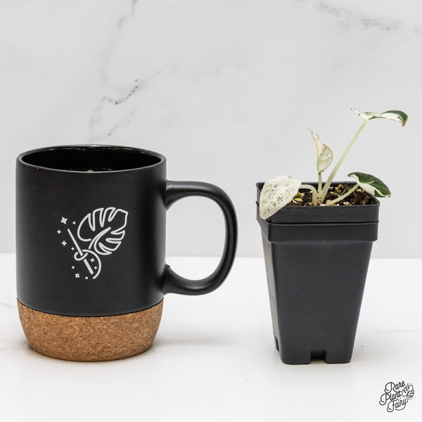 Alocasia 'Dalmation' variegated (wk1-S)