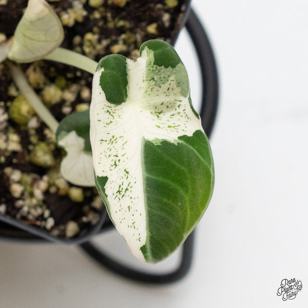 Alocasia 'Dalmation' variegated (wk1-S)