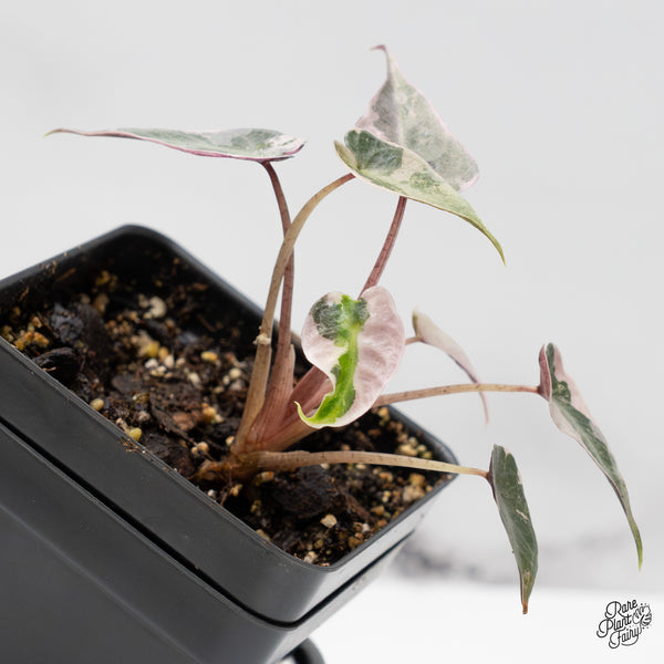 Alocasia 'De beers' Pink Variegated (wk50-UM)