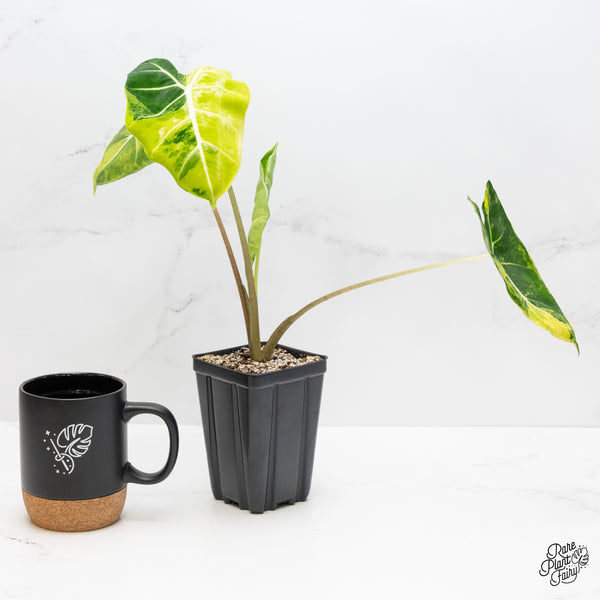 Alocasia 'Frydek aurea variegated (wk4-P)