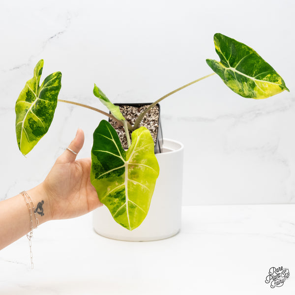 Alocasia 'Frydek aurea variegated (wk4-P)