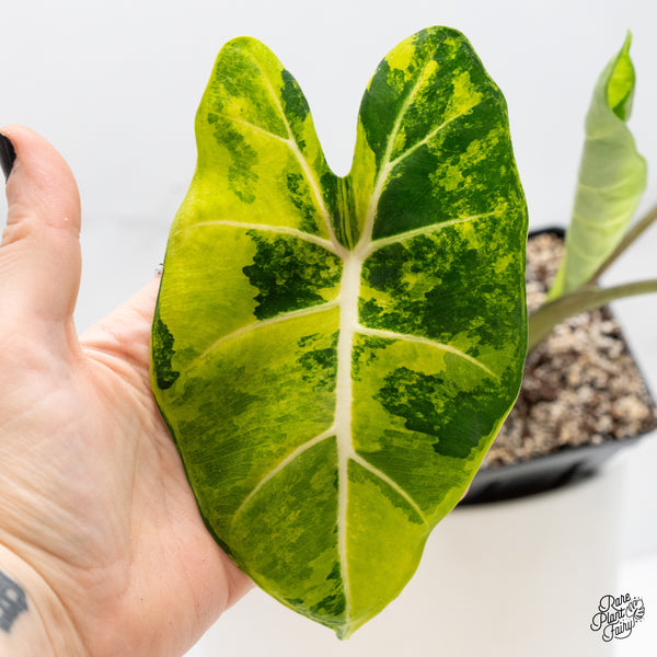Alocasia 'Frydek aurea variegated (wk4-P)