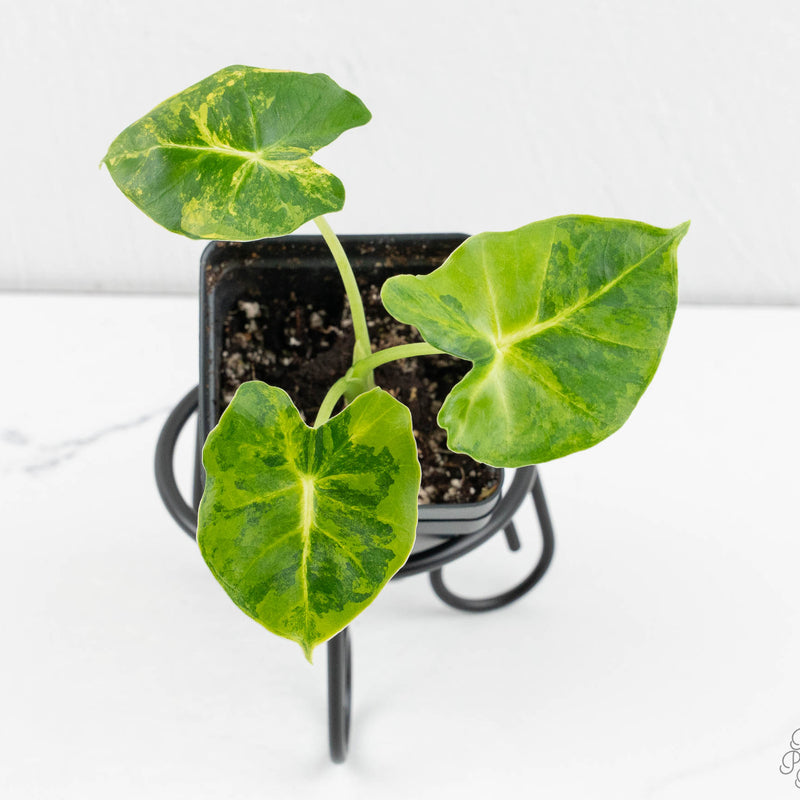 Alocasia 'London Eye' variegated (wk12-UY)
