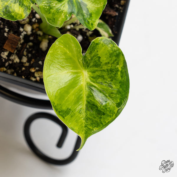 Alocasia 'London Eye' variegated (wk1-UJ)