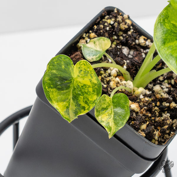 Alocasia 'London Eye' variegated (wk1-UJ)