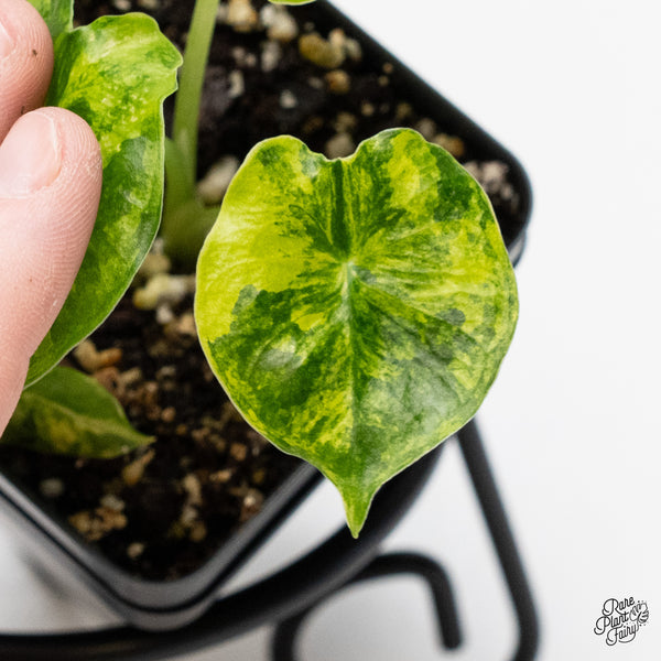 Alocasia 'London Eye' variegated (wk1-UJ)