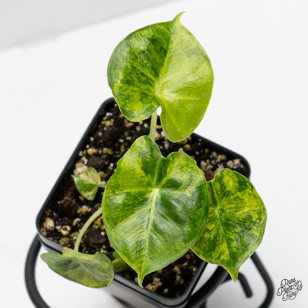 Alocasia 'London Eye' variegated (wk1-UJ)