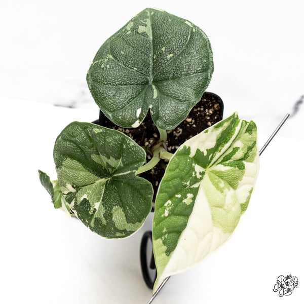 Alocasia Melo Albo Variegated (wk42-L)