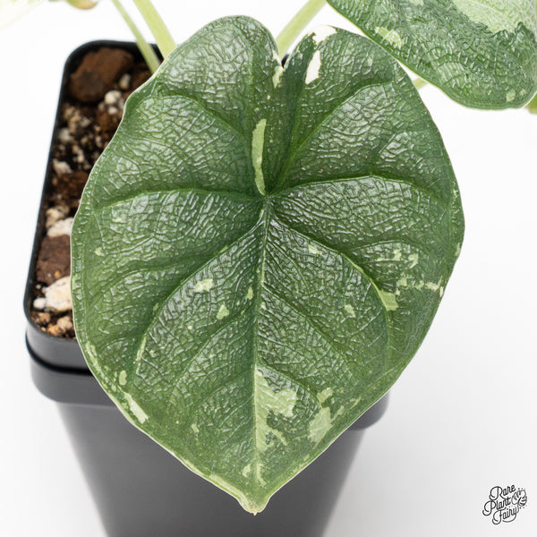 Alocasia Melo Albo Variegated (wk42-L)