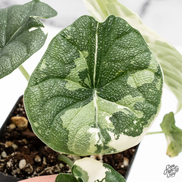 Alocasia Melo Albo Variegated (wk42-L)