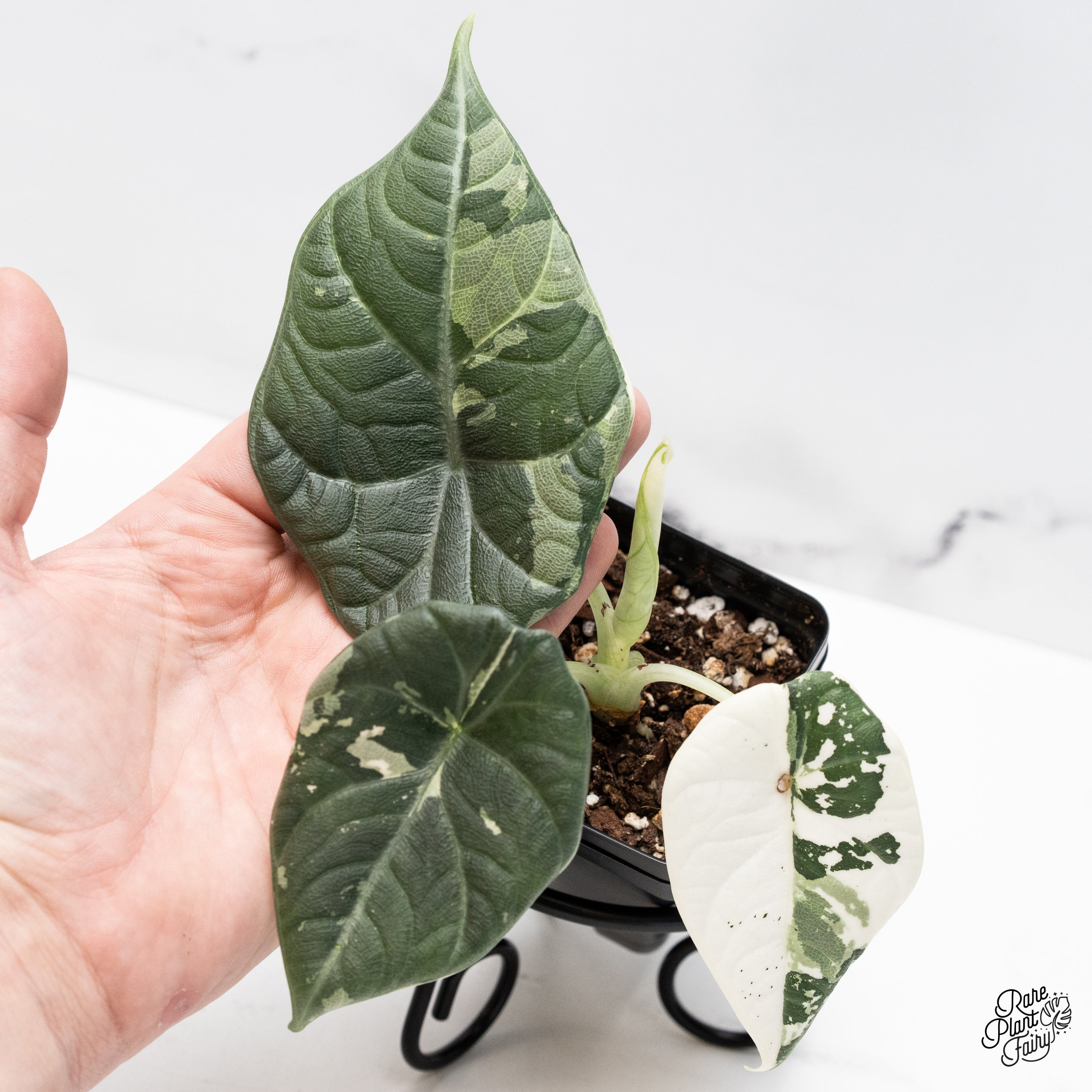 Alocasia_Maharani_albovariegat
