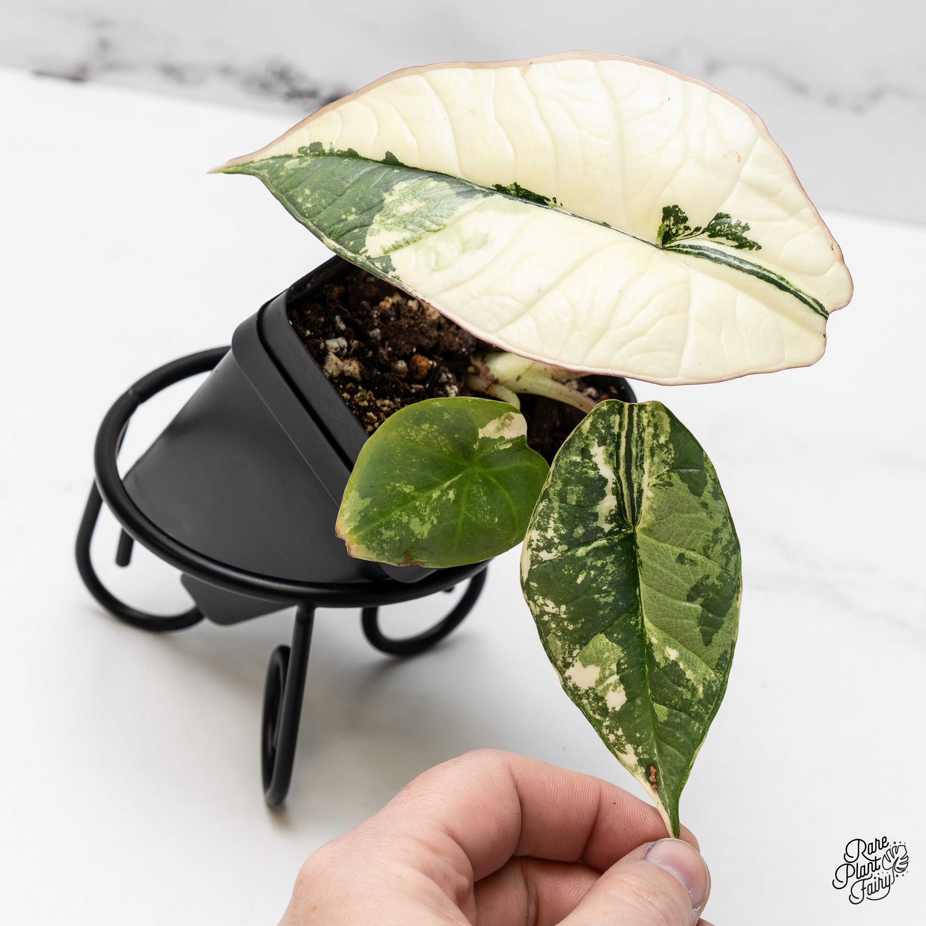 Alocasia – Page 2 – Rare Plant Fairy