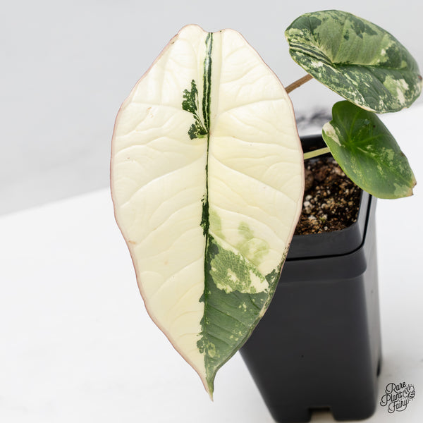 Alocasia 'Bisma Platinum' Albo Variegated (wk45-H)